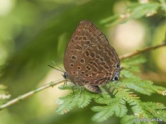 Arhopala aedias agnis•&copy; Gan Cheong Weei•CC BY-NC 4.0