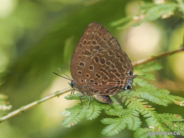 Arhopala aedias agnis•&copy; Gan Cheong Weei•CC BY-NC 4.0