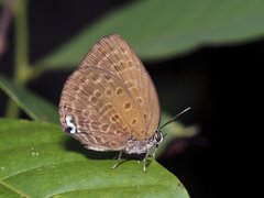 Arhopala amphimuta•&copy; Gan Cheong Weei•CC BY-NC 4.0