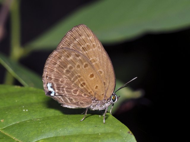 Arhopala amphimuta•&copy; Gan Cheong Weei•CC BY-NC 4.0