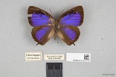 Arhopala corinda•&copy; Wan FA Jusoh•All Rights Reserved
