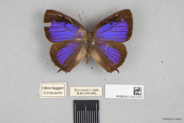 Arhopala corinda•&copy; Wan FA Jusoh•All Rights Reserved
