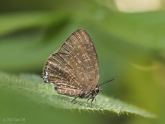 Arhopala democritus•&copy; Gan Cheong Weei•CC BY-NC 4.0