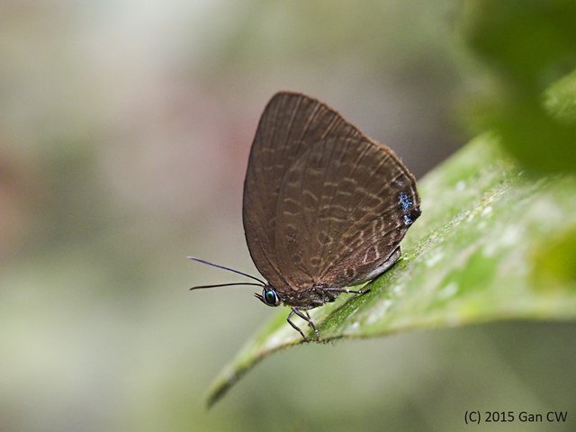 Arhopala epimuta epiala•&copy; Gan Cheong Weei•CC BY-NC 4.0