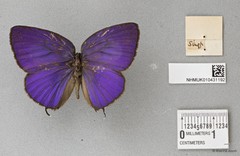 Arhopala atosia jahara•&copy; Wan FA Jusoh•All Rights Reserved
