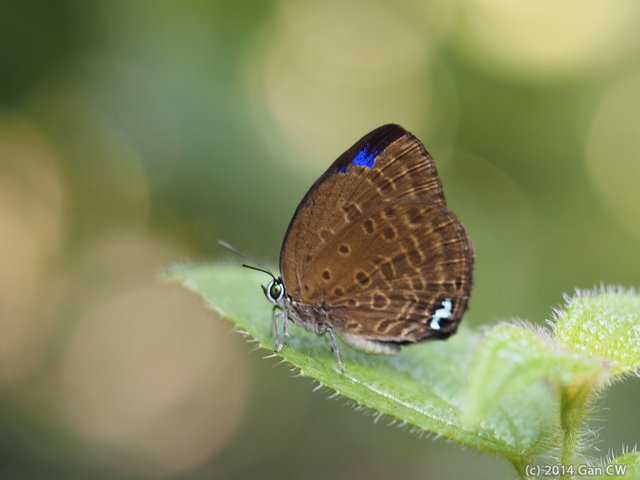 Arhopala major major•&copy; Gan Cheong Weei•CC BY-NC 4.0