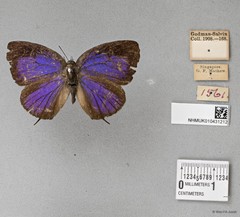 Arhopala atosia malayana•&copy; Wan FA Jusoh•All Rights Reserved