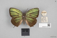 Arhopala eumolphus maxwelli•&copy; Wan FA Jusoh•All Rights Reserved