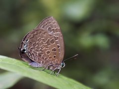 Arhopala eumolphus maxwelli•&copy; Gan Cheong Weei•CC BY-NC 4.0