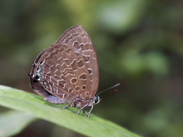 Arhopala eumolphus maxwelli•&copy; Gan Cheong Weei•CC BY-NC 4.0