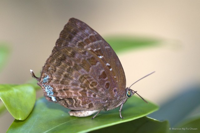 Arhopala centaurus nakula•&copy; Marcus Ng Fu Chuan•All Rights Reserved