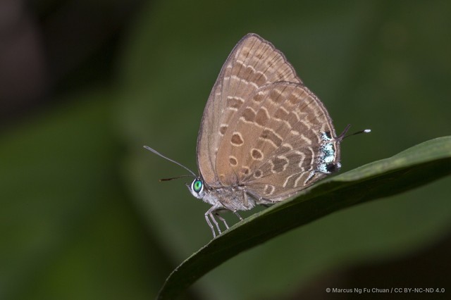 Arhopala sublustris ridleyi•&copy; Marcus Ng Fu Chuan•CC BY-NC-ND 4.0