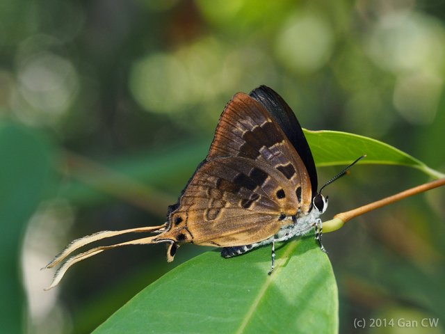 Bindahara phocides phocides•&copy; Gan Cheong Weei•CC BY-NC 4.0