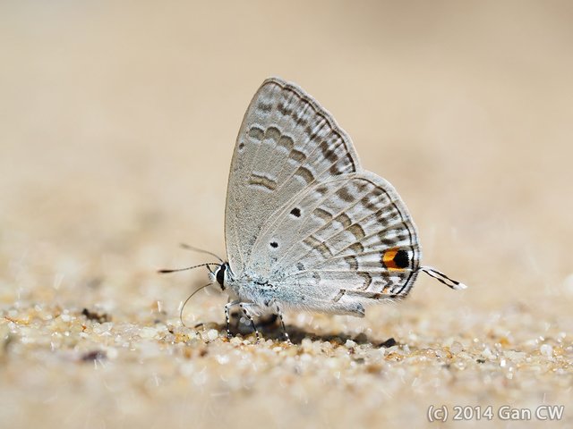 Catochrysops panormus exiguus•&copy; Gan Cheong Weei•CC BY-NC 4.0