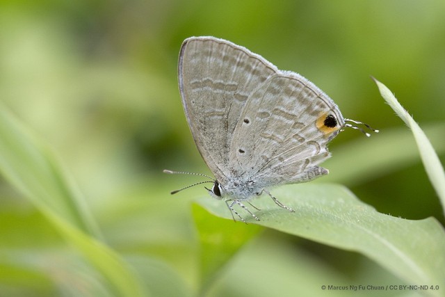 Catochrysops strabo strabo•&copy; Marcus Ng Fu Chuan•CC BY-NC-ND 4.0