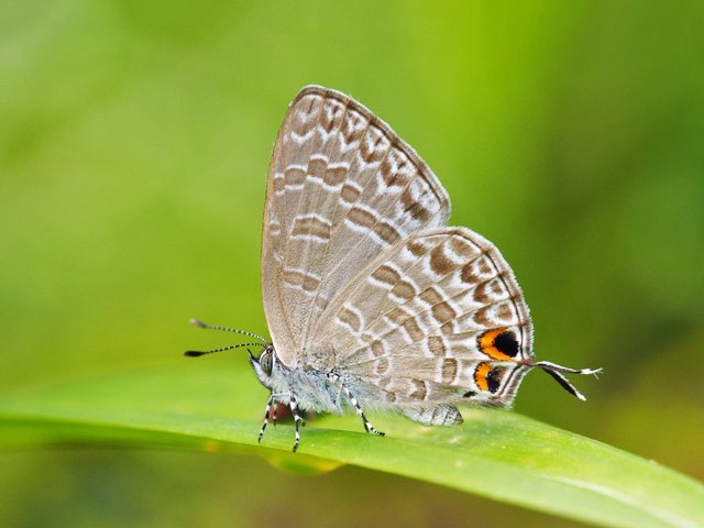 Catopyrops ancyra•&copy; Gan Cheong Weei•CC BY-NC-ND 4.0