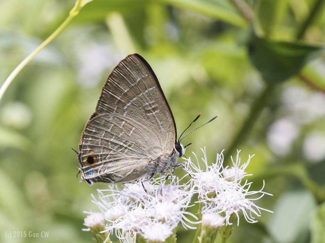 Deudorix epijarbas cinnabarus•&copy; Gan Cheong Weei•CC BY-NC 4.0