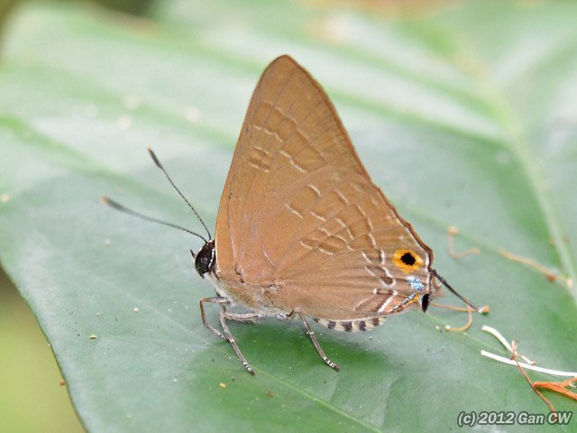 Deudorix staudingeri•&copy; Gan Cheong Weei•CC BY-NC 4.0