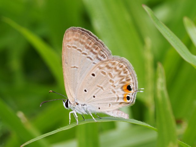 Euchrysops cnejus cnejus•&copy; Gan Cheong Weei•CC BY-NC-ND 4.0