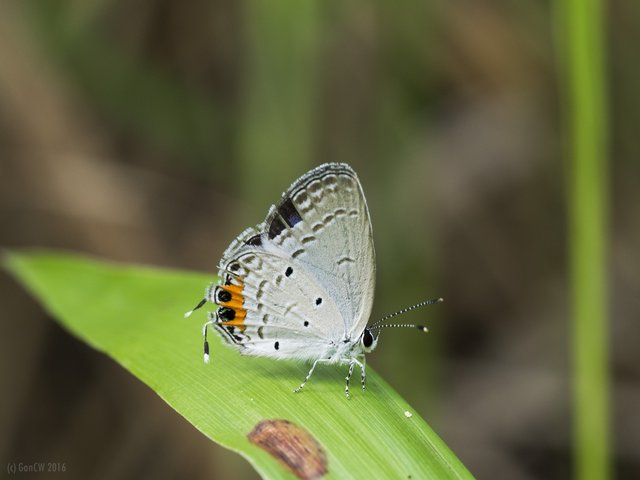 Everes lacturnus rileyi•&copy; Gan Cheong Weei•CC BY-NC 4.0