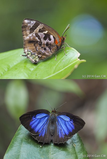 Flos diardi capeta•&copy; Gan Cheong Weei•CC BY-NC-ND 4.0