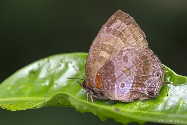 Flos apidanus saturatus•&copy; Marcus Ng Fu Chuan•All Rights Reserved