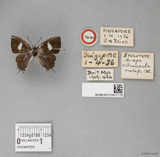 Horaga albimacula•&copy; Wan FA Jusoh•All Rights Reserved