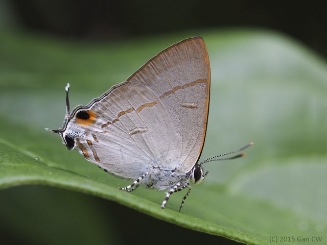 Hypolycaena erylus teatus•&copy; Gan Cheong Weei•CC BY-NC 4.0