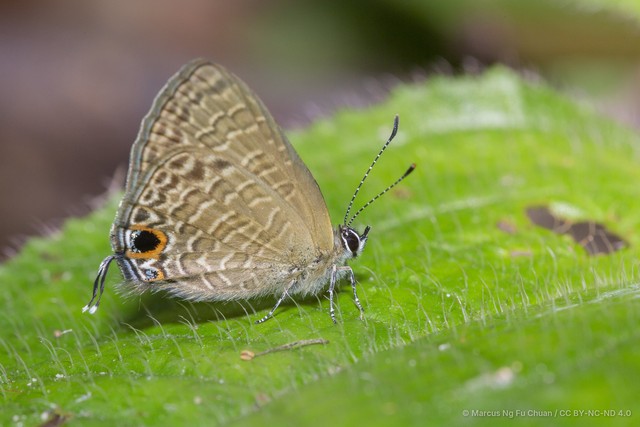 Ionolyce helicon merguiana•&copy; Marcus Ng Fu Chuan•CC BY-NC-ND 4.0