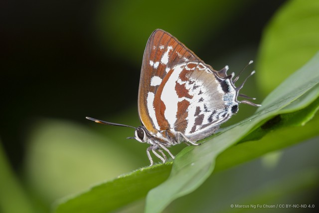 Iraota rochana boswelliana•&copy; Marcus Ng Fu Chuan•CC BY-NC-ND 4.0