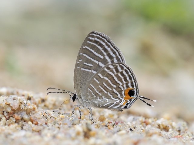 Jamides celeno aelianus•&copy; Gan Cheong Weei•CC BY-NC 4.0