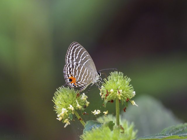 Jamides malaccanus malaccanus•&copy; Gan Cheong Weei•CC BY-NC 4.0