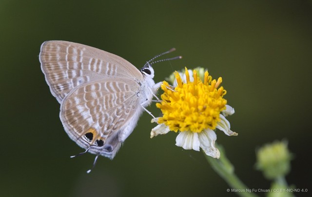 Lampides boeticus•&copy; Marcus Ng Fu Chuan•CC BY-NC-ND 4.0
