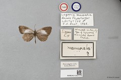 Logania marmorata damis•&copy; Wan FA Jusoh•All Rights Reserved