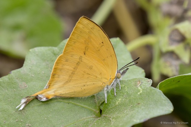 Loxura atymnus fuconius•&copy; Marcus Ng Fu Chuan•All Rights Reserved