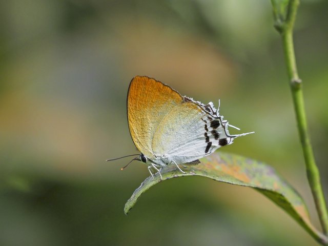 Manto hypoleuca terana•&copy; Gan Cheong Weei•CC BY-NC 4.0