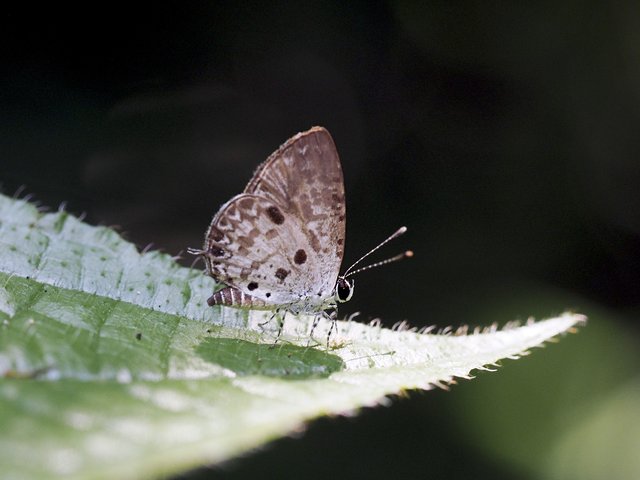 Megisba malaya sikkima•&copy; Gan Cheong Weei•CC BY-NC 4.0