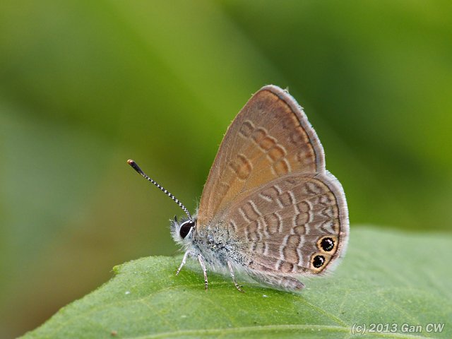 Nacaduba biocellata•&copy; Gan Cheong Weei•CC BY-NC 4.0