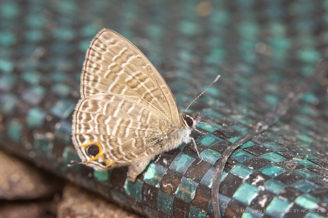 Nacaduba berenice icena•&copy; Marcus Ng Fu Chuan•CC BY-NC-ND 4.0