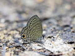 Nacaduba calauria malayica•&copy; Gan Cheong Weei•CC BY-NC 4.0