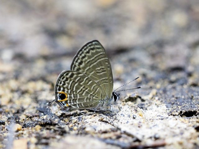 Nacaduba calauria malayica•&copy; Gan Cheong Weei•CC BY-NC 4.0