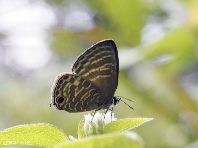 Nacaduba pactolus odon•&copy; Gan Cheong Weei•CC BY-NC 4.0