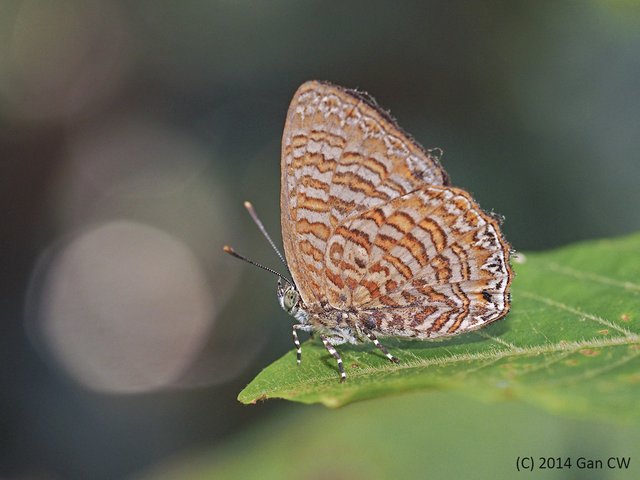 Poritia sumatrae•&copy; Gan Cheong Weei•CC BY-NC 4.0
