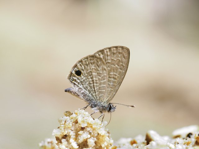Prosotas dubiosa lumpura•&copy; Gan Cheong Weei•CC BY-NC 4.0