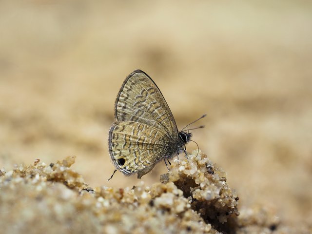 Prosotas nora superdates•&copy; Gan Cheong Weei•CC BY-NC 4.0