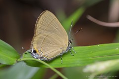 Rapala dieneces dieneces•&copy; Marcus Ng Fu Chuan•CC BY-NC-ND 4.0