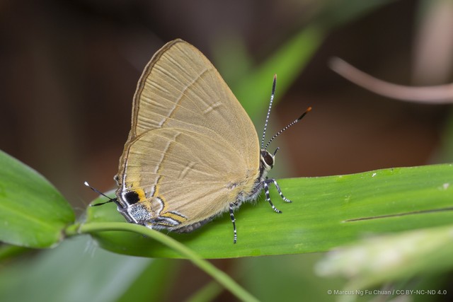Rapala dieneces dieneces•&copy; Marcus Ng Fu Chuan•CC BY-NC-ND 4.0