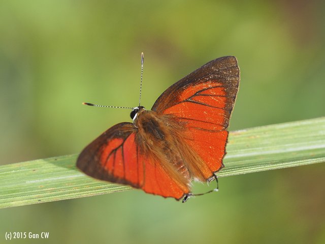 Rapala iarbus iarbus•&copy; Gan Cheong Weei•CC BY-NC 4.0