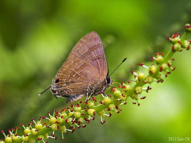 Rapala varuna orseis•&copy; Gan Cheong Weei•CC BY-NC 4.0