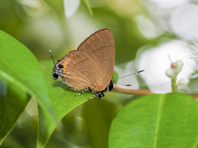 Rapala suffusa•&copy; Gan Cheong Weei•CC BY-NC 4.0